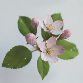 Apple, by Yoshihiro Suda, from Flower,