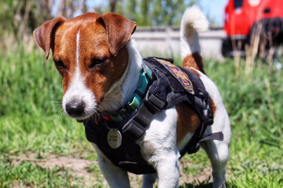 Patron is a Jack Russell Terrier, a Ukrainian sniffer dog, and a heroic favourite of Ukrainians.