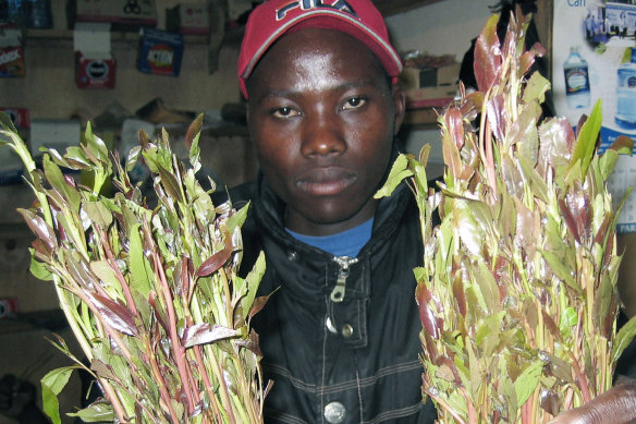 A young Kenyan holds bundles of miraa in a small kiosk, in Nairobi, Kenya.