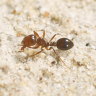 Businesses in lockdown as fire ants found further south in NSW