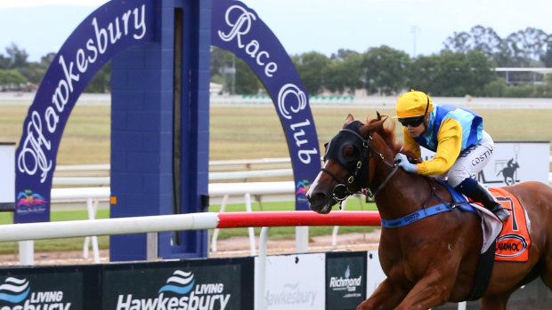 Hands and heels: Racing returns to Hawkesbury today for a seven-race card.