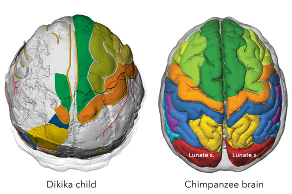Brain imprints in fossil skulls of the species Australopithecus afarensis (famous for “Lucy” and the “Dikika child” from Ethiopia pictured here) shed new light on the evolution of brain growth and organisation.