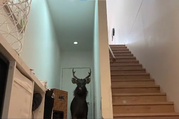 The large deer, trapped inside the Alphington home.