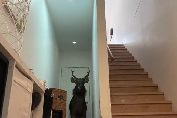 The large deer smashed through the front window of a suburban Melbourne home and became trapped inside.