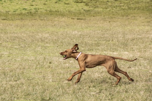 Daily life at the dog park.