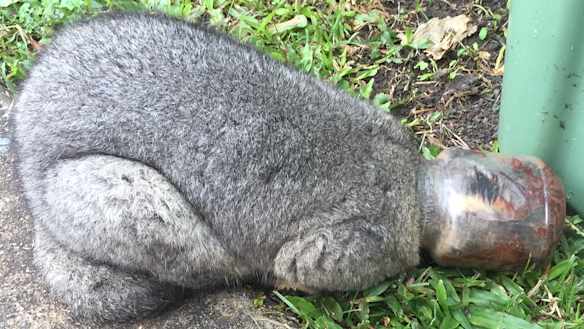 Possum gets itself into sticky situation after head stuck in jam jar