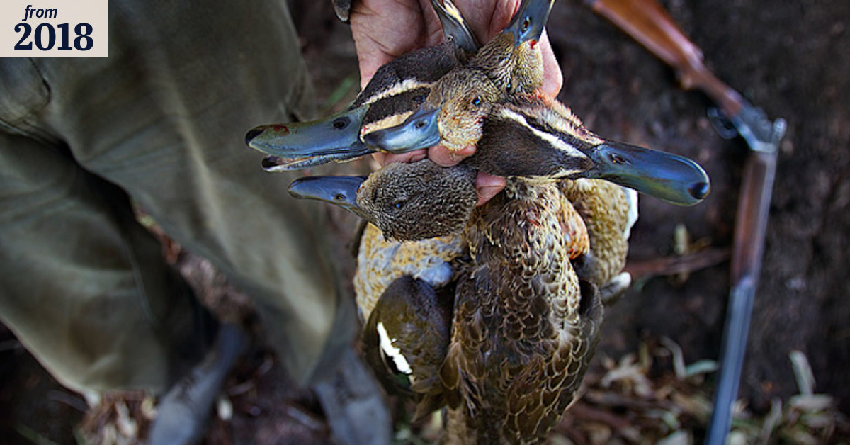 Toxic duck still on the menu ahead of hunting season