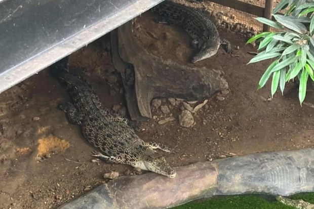 Crocodiles in the enclosure at Johnsons Zoo in Cambridgeshire.