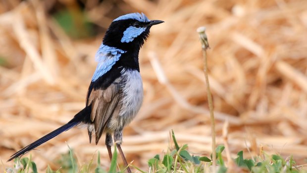 Wild fairy wrens have been taught to respond to certain calls by University of Sunshine Coast researchers.