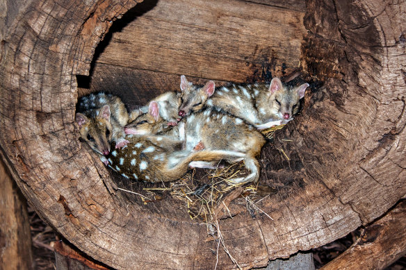 Land clearing and climate change are contributing to the decline of Victoria’s native animals. Eastern quolls are endangered. 