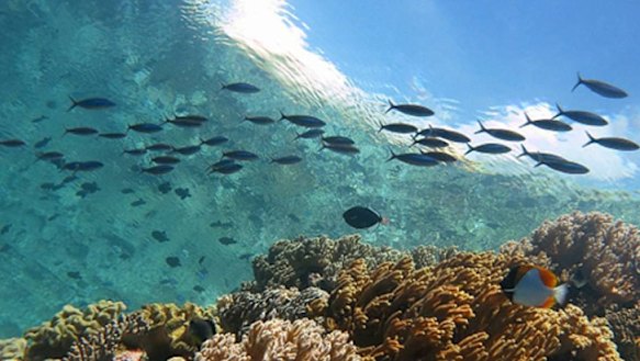 Wakatobi is the name of an island and regency located in an area of Sulawesi Tenggara Province.