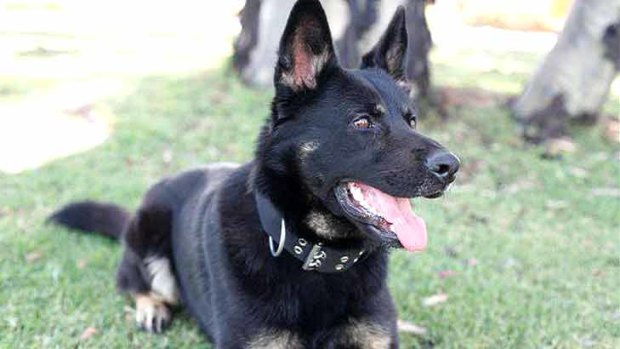 One police dog has died and eight have fallen ill.