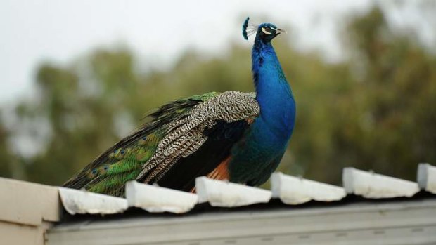 The council has proposed prohibiting any peafowl being kept on Brisbane properties that are not classified as rural.