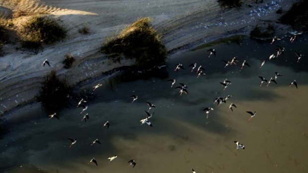 The federal government's purchase of Tandou's water entitlements in the Lower Darling created a $37 million one-off profit for owner Webster.