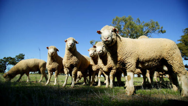 Police have charged a man with allegedly fleecing $80,000 worth of sheep. 