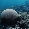 Coral bleaching on the southern Great Barrier Reef.