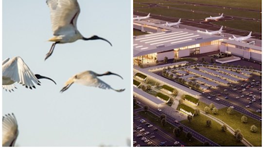 Western Sydney Airport has raised concerns of bird strikes on aircraft