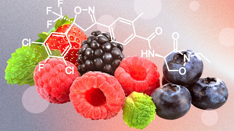 The plan to allow 500 times more ‘forever chemical’ residue on Australian berries