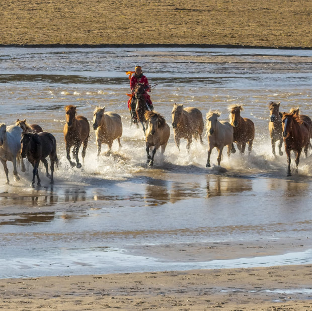 A Mongolian horseman performs horse-taming for Chinese tourists on the Wulan Butong grasslands in Inner Mongolia. 