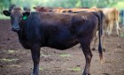 AACO  has pinned its future on a branded beef strategy.
