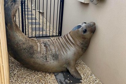 Neil the Seal comes to Tasmania again and is in danger of being loved to  death