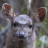 How do you stop the spread of feral deer? Draw a line in the sand