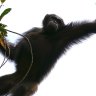 Chimps use branch to make ladder, escape Belfast Zoo