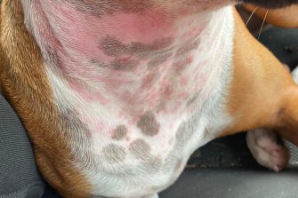 The rash suffered by Bradley-Azizi’s dog. 
