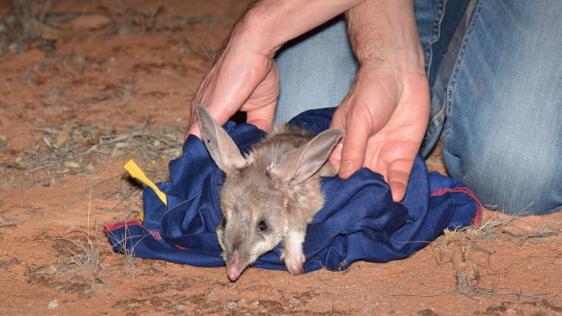 One of 30 bilbies is released into the Mallee Cliffs National Park.
