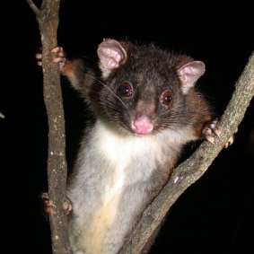 The western ringtail possum saw its status on the threatened species list worsen to “critically endangered”. 