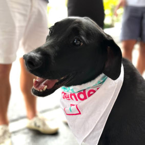 An eastern suburbs Labrador models the Allegra Spender bandana.