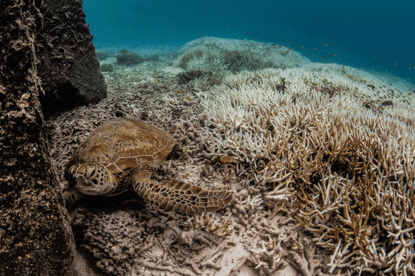 Coral bleaching on the southern Great Barrier Reef.
