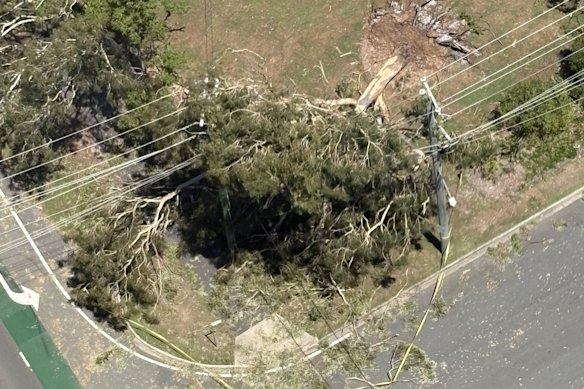 A tree that fell onto power lines during Monday’s severe storms.