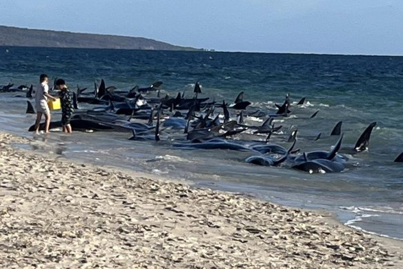 The whales are stranded on a beach at Dunsborough, near Busselton.