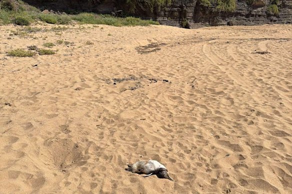 The dead penguin on Warriewood Beach.