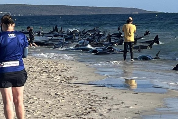 The whales stranded near Dunsborough.