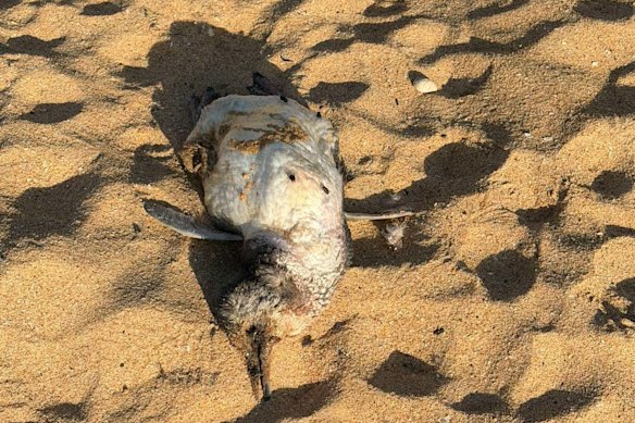 Un pequeño pingüino fue encontrado muerto en Warriewood Beach con heridas compatibles con el ataque de un perro.