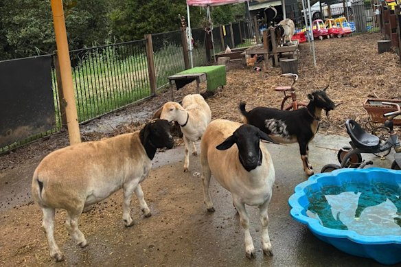 The City Chicks petting zoo advertises itself as a “kids play space”.