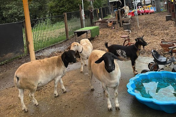 City Chicks petting zoo bills itself as a “kids playground.”