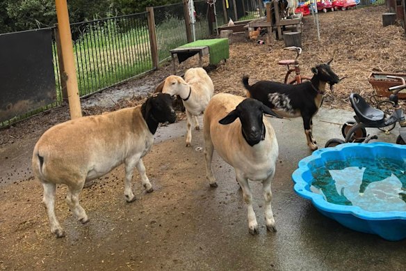 City Chicks petting zoo bills itself as a “kids playground.”