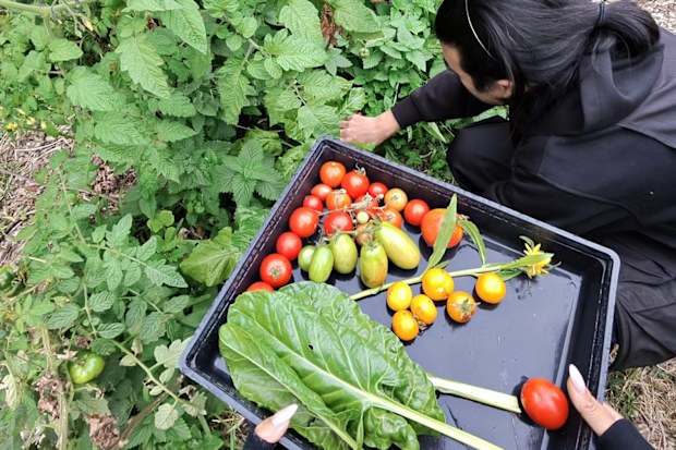 Krish and her husband harvest vegetables grown in their home garden