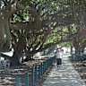 The alleged assaults were reported at the memorial park on Oxford Street in the riverside suburb.