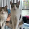 Call it heavy petting: $25,000 to bring two street cats ‘home’