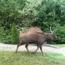 Deer roaming in Eltham.