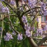 Our favourite tree turned out to be my ‘worst garden nightmare’. We had to get rid of it