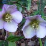 hellebores
