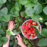 Strawberry needle scandal: Where to #pickapunnet in Perth