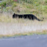 The hunt for big cats in Australia