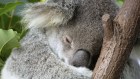 Koalas are remarkable animals – adaptable, resilient and idiosyncratic. They are at once one of our most identifiable animals and also one of our most enigmatic.