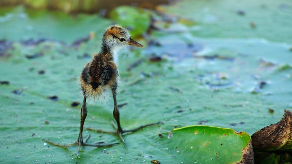 A baby jacana from the Northern Territory, as shown in Australia’s Wild Odyssey.